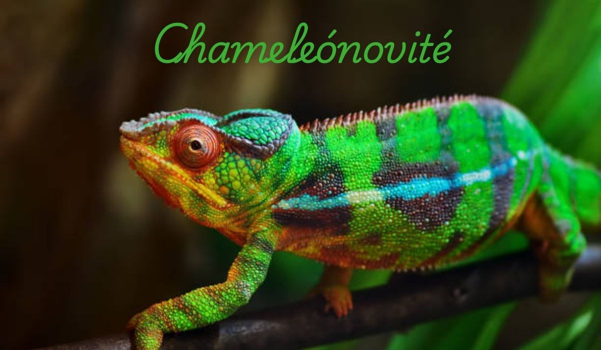 Chameleónovité