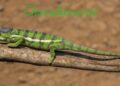 Chameleónovité