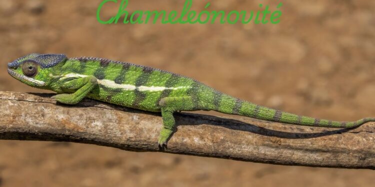 Chameleónovité