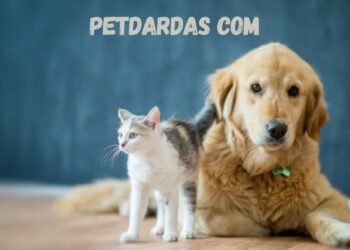 Petdardas com