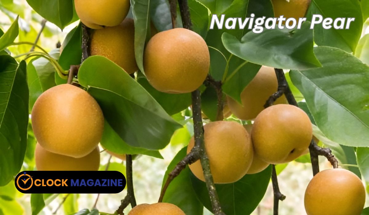 Navigator Pear
