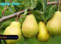Navigator Pear