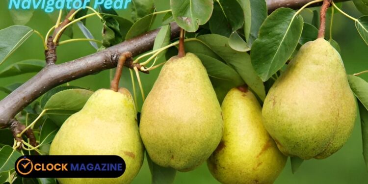 Navigator Pear