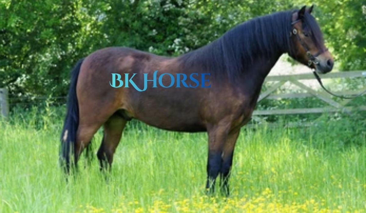 BK Horse