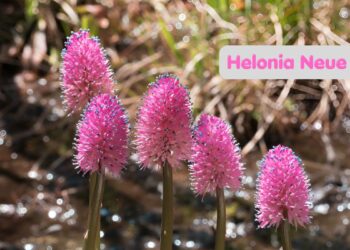 Helonia Neue